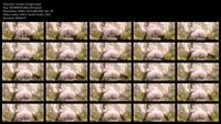 Free Image Hosting