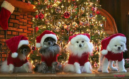 [Image: 62170582_54489-Christmas-Animals.jpg]
